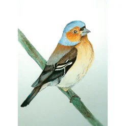 Best Ansichtkaart Vink Wenskaarten