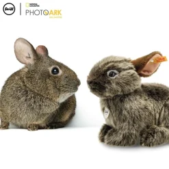 Best Knuffel Konijn National Geographic Vula Vulkaankonijn Steiff|Bekijk Alles