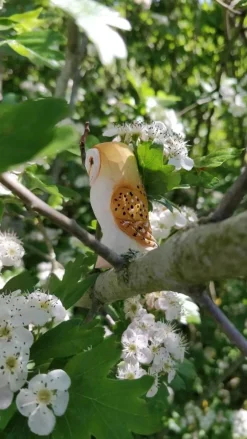 Sale Kerkuil 41008 Vogels|Vogels