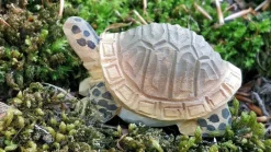 Discount Schildpad 40704 Bosdieren|Reptielen