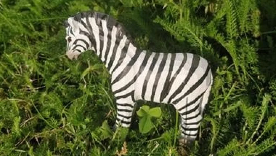 Sale Zebra 40452 Wilde Dieren|Paardachtigen
