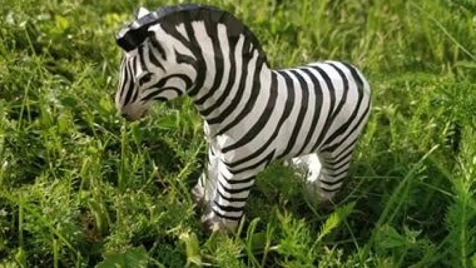 Sale Zebra 40452 Wilde Dieren|Paardachtigen